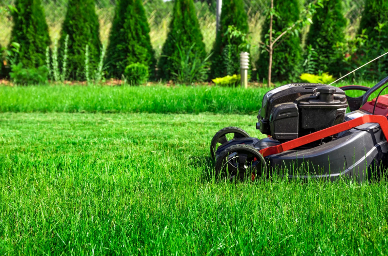 Lawn Pest Control Solutions